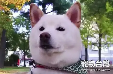 正常柴犬應該長到多大是標準體型？