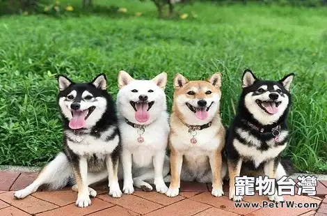 柴犬的眼睛下掉毛是什麼原因導致？