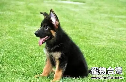 家裡養了德國牧羊犬該怎樣訓練?幾個小辦法教給你(1圖)-寵物台灣