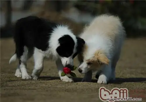 邊境牧羊犬如何訓練才能有好效果？