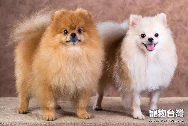 英系博美 犬(松鼠狗)價格到底是怎麼定的?(1圖)-寵物台灣