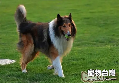 蘇格蘭牧羊犬價格(1圖)-寵物台灣