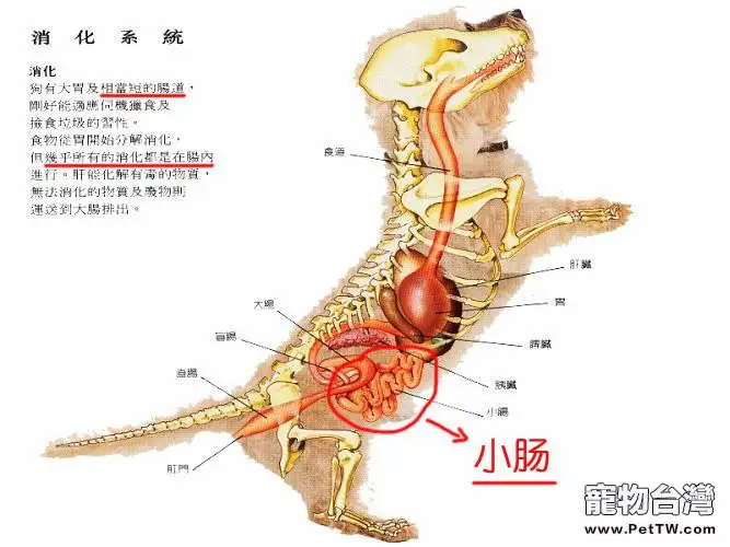 狗狗消化不良的原因及症狀