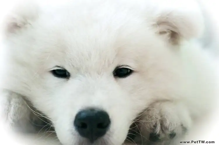 貴賓犬和泰迪的區別有哪些?它們有什麼不同?(1圖)-寵物台灣