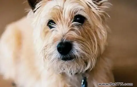 怎樣訓練狗狗大小便？什麼方法可行又有用（1圖）-寵物台灣