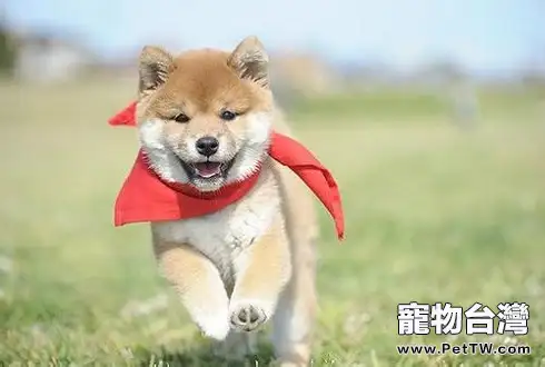 想知道如何訓練我們的柴犬幼犬嗎?網友看了都叫好!(1圖)-寵物台灣