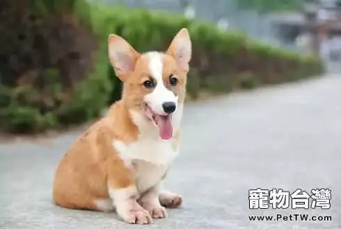 柯基犬多少錢一隻？ 這三方面會影響其價格