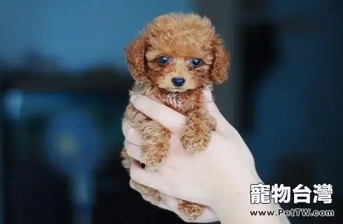 不掉毛無體味的狗排名是怎麼樣的  價格是怎麼樣的？