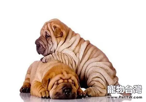 沙皮狗多少錢一隻?好飼養嗎?(1圖)-寵物台灣