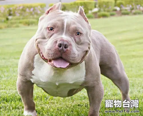 惡霸犬價格多少錢一隻,它們有何特徵?(1圖)-寵物台灣