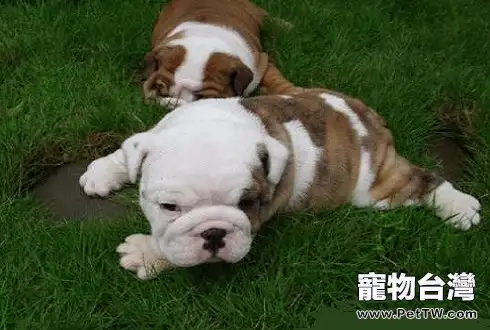 狗狗為什麼吃巧克力會死？（1圖）-寵物台灣