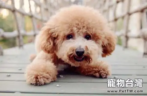 小泰迪狗多少錢一隻?為什麼養泰迪狗的人那麼多?(1圖)-寵物台灣