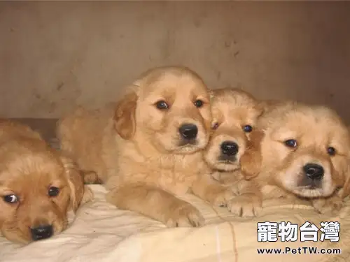 同窩中怎麼挑選合適的幼犬