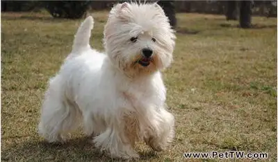 「狗狗打噴嚏怎麼回事？」具體原因具體分析（1圖）-寵物台灣