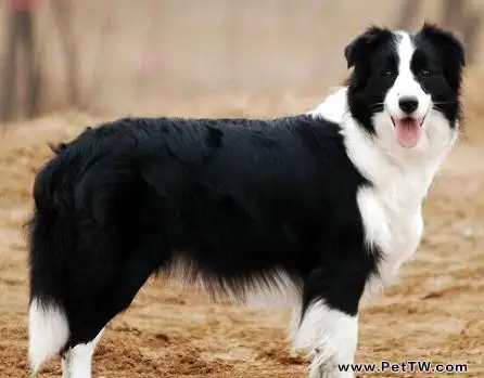 哪裡有賣邊境牧羊犬?邊境牧羊犬多少錢能買到?(1圖)-寵物台灣