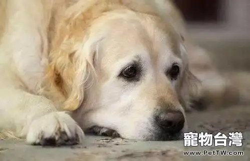 狗狗發燒怎麼辦?狗狗發燒吃什麼藥合適?(1圖)-寵物台灣