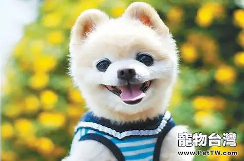 俊介犬多少錢一隻？為什麼那麼多人養俊介犬？