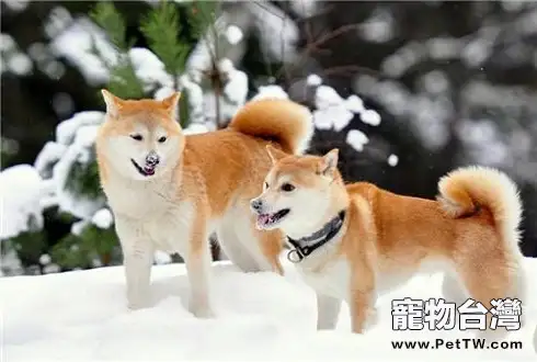 柴犬智商排名第幾,它們聰明嗎？（1圖）-寵物台灣