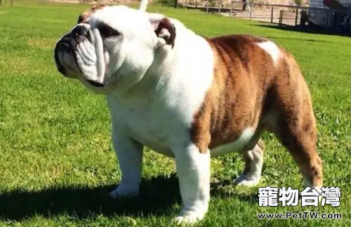 你知道可愛的法國鬥牛犬多少錢嗎?(1圖)-寵物台灣