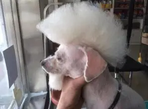 狂犬病的潛伏期是多久,通常有什麼症狀? (1圖)-寵物台灣