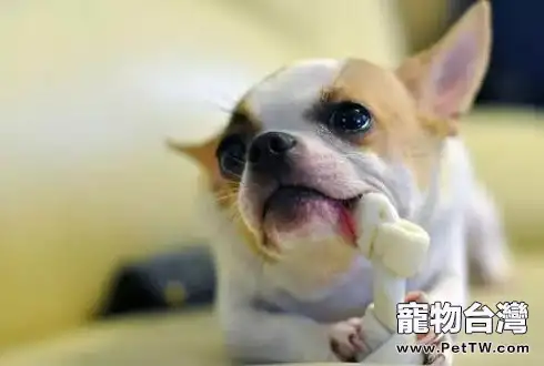 「狗不能吃什麼水果」誤食後有什麼後果 (共2張圖片)-寵物台灣