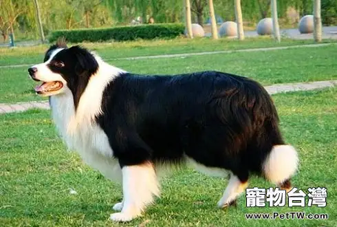 十大忠誠的狗排名和你想像中的一樣嗎? (共2張圖片)-寵物台灣