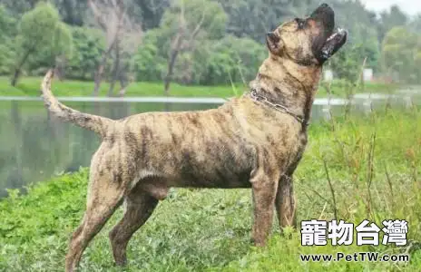 給狗狗打狂犬疫苗有什麼樣的副作用呢？