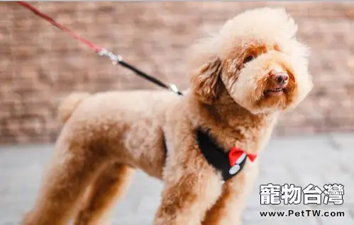 怎麼樣訓練金毛的大小便？