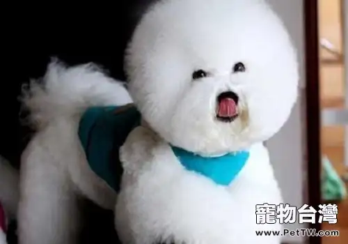 大家知道純種比熊 犬(卷毛比雄犬)多少錢一隻嗎(共2張圖片)-寵物台灣