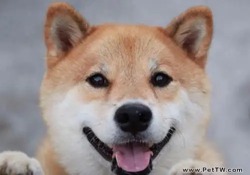 「小柴犬價格多少錢一隻」?哪些方面決定價格 「小柴犬價格多少錢一隻」?哪些方面決定價格