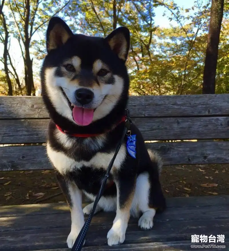 黑柴犬多少錢一隻 