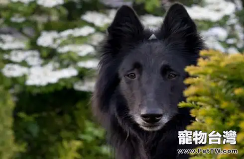 邊境牧羊犬怎麼養?需要注意這幾點 