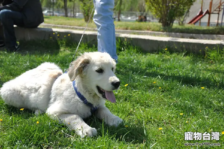 飼養狗狗必備用品大盤點(1圖)-寵物台灣