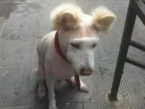 「狗狗身上有跳蚤怎麼辦」有何妙招？ 