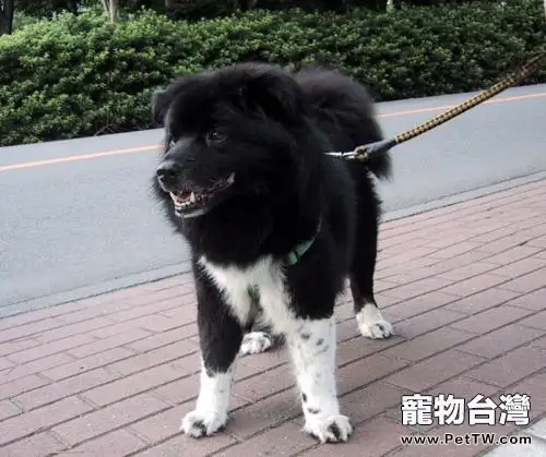 「狗狗身上有跳蚤怎麼辦」有何妙招？ 