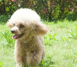 貴賓和泰迪的區別,一起看看吧! 貴賓和泰迪的區別,一起看看吧!