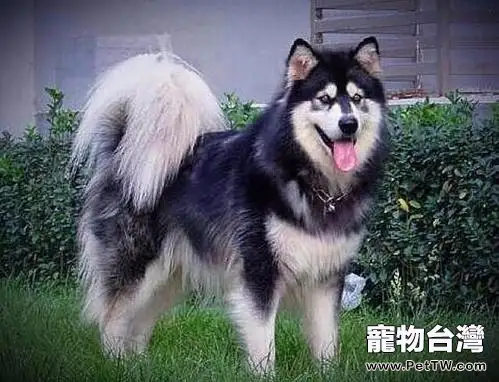 阿拉斯加雪橇犬價格如何,推薦購買嗎?(共2張圖片)-寵物台灣