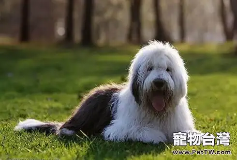 古牧犬多少錢一隻？最新古牧價格火熱出爐！