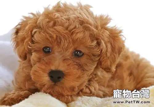 泰迪狗狗的訓練方法有哪些?看了才知道! (共2張圖片)-寵物台灣