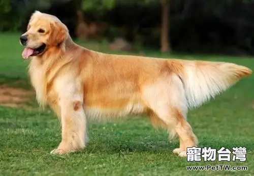 黃金獵犬