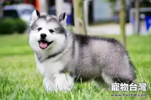 阿拉斯加雪橇犬和哈士奇 （共2張圖片）-寵物台灣