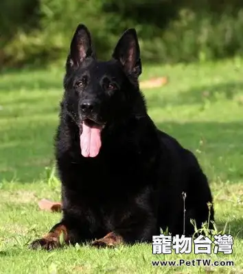 比利時黑色牧羊犬 