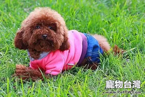 貴賓犬應該吃什麼樣的狗糧比較好？