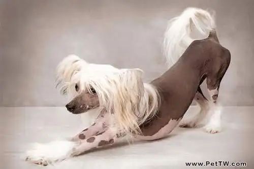 冠毛犬的飼養注意要點(1圖)-寵物台灣