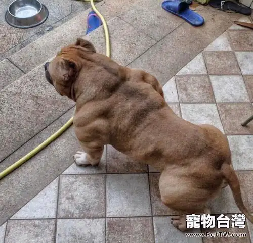 怎麼給狗狗剪指甲？