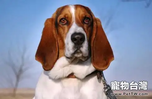 關於寵物狂犬病潛伏期症狀,你又瞭解多少 關於寵物狂犬病潛伏期症狀,你又瞭解多少