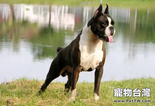 小狗可以喝牛奶嗎 小狗可以喝牛奶嗎