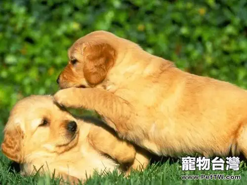 金毛尋回犬 