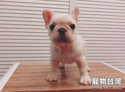 法國鬥牛犬好養嗎?飼養過程中要注意哪些問題? (共3張圖片)-寵物台灣