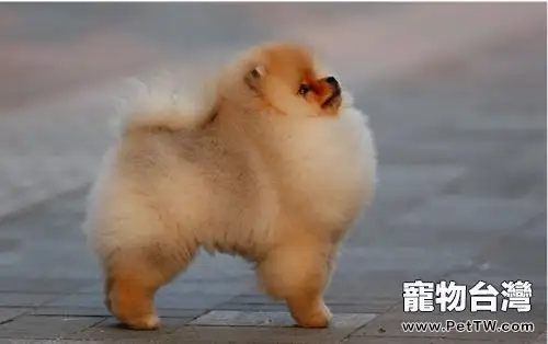 狂犬病為什麼會學狗叫 （共3張圖片）-寵物台灣